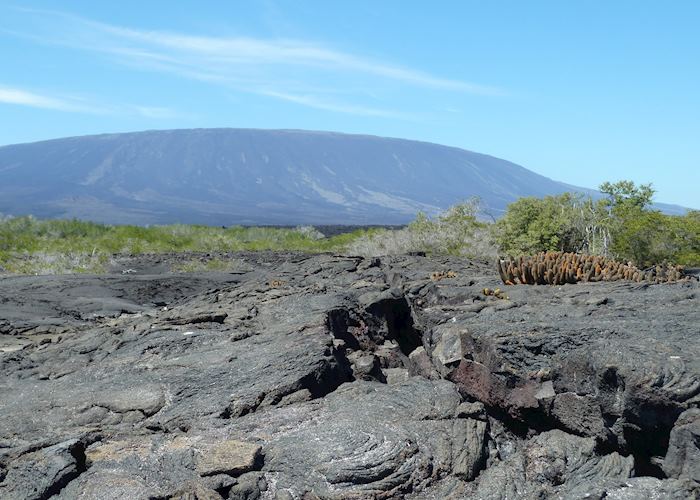 Fernandina, Galapagos Islands, Ecuador