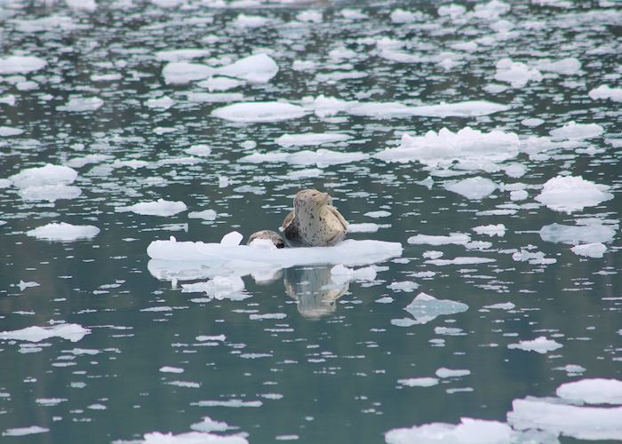 Seal resting on the ice, Meares Glacier