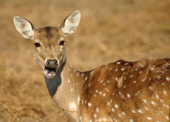 Spotted deer, Ranthambore National Park