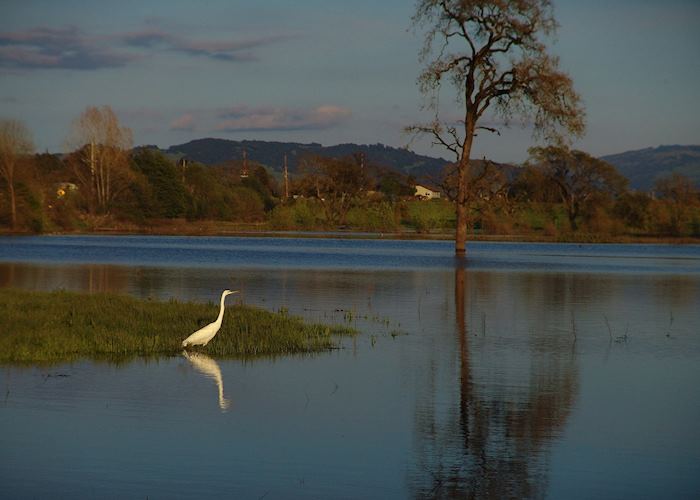 The Laguna de Santa Rosa, Sonoma County