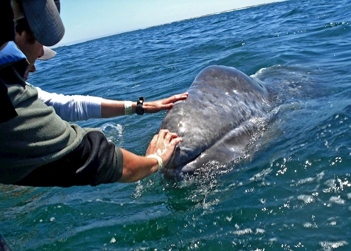 Whale watching near San José del Cabo, Mexico