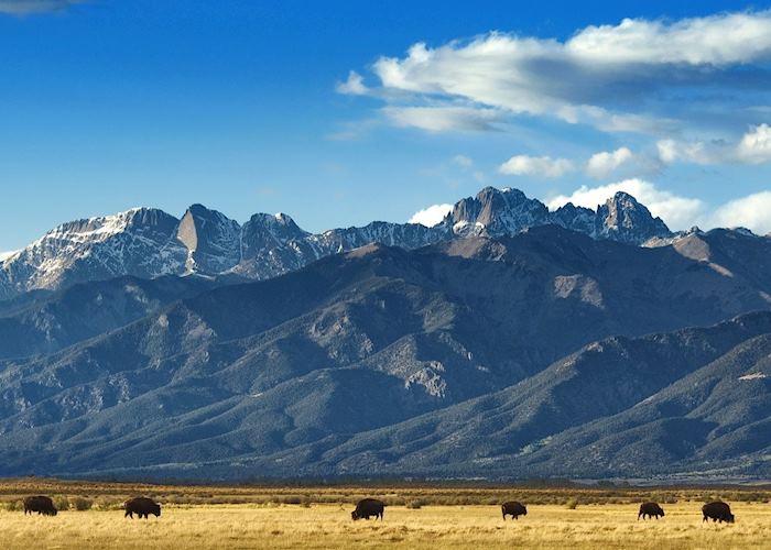 Buffalo at Zapata Ranch