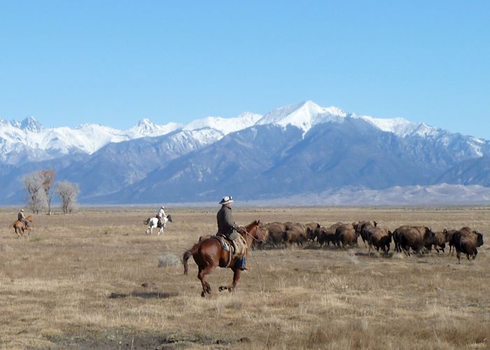 Herding bison, Zapata Ranch