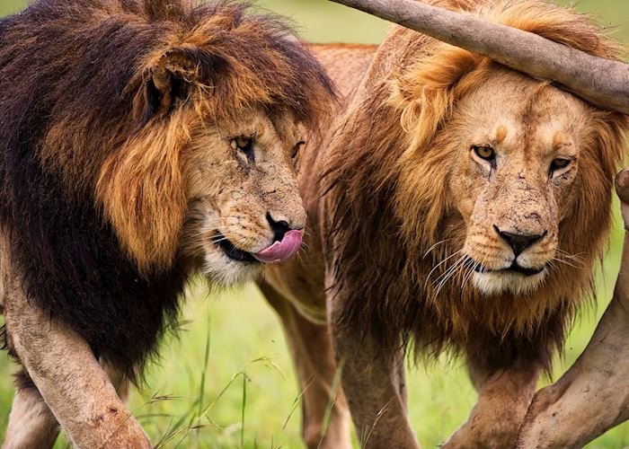 Lion in the Masai Mara