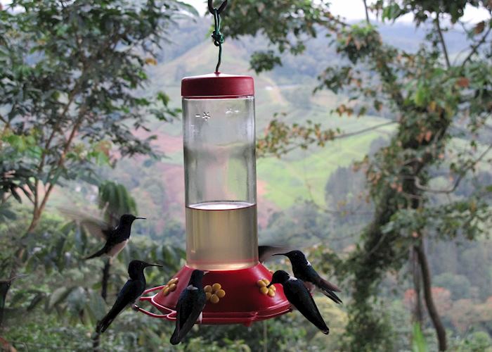 Rancho Naturalista, Turrialba