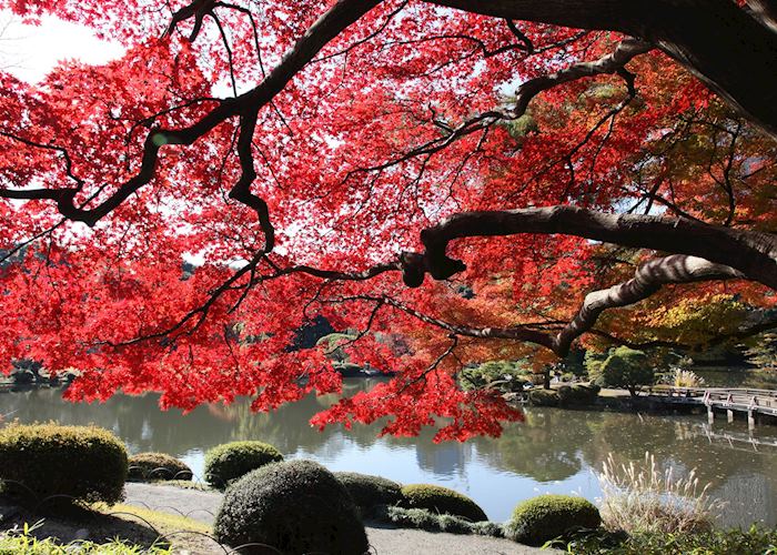 Autumn colours in Shinjuku Gyoen Gardens, Tokyo