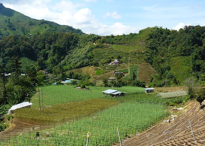 Farm scenery in the Cameron Highlands, Malaysia