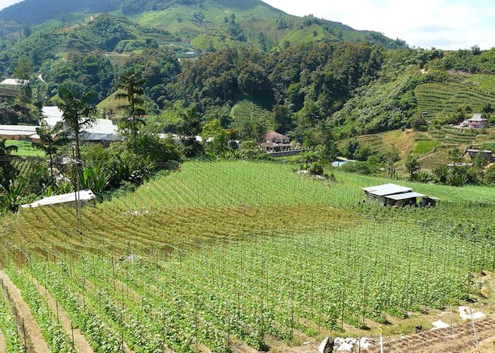 Farm scenery in the Cameron Highlands