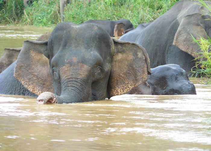 Elephants on the Kinabatangan River, Malaysian Borneo