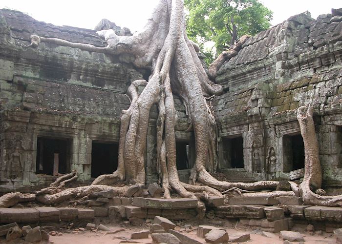 Ta Prohm temple being reclaimed by the jungle, Siem Reap