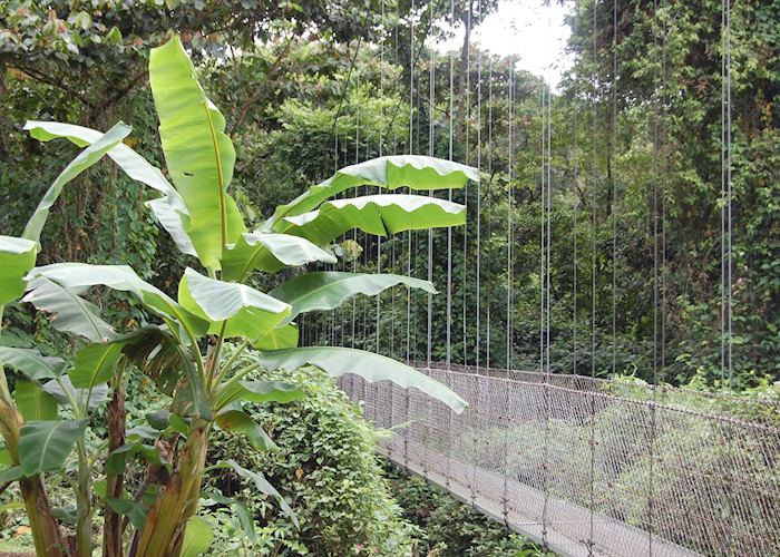 Hanging Bridges, Arenal