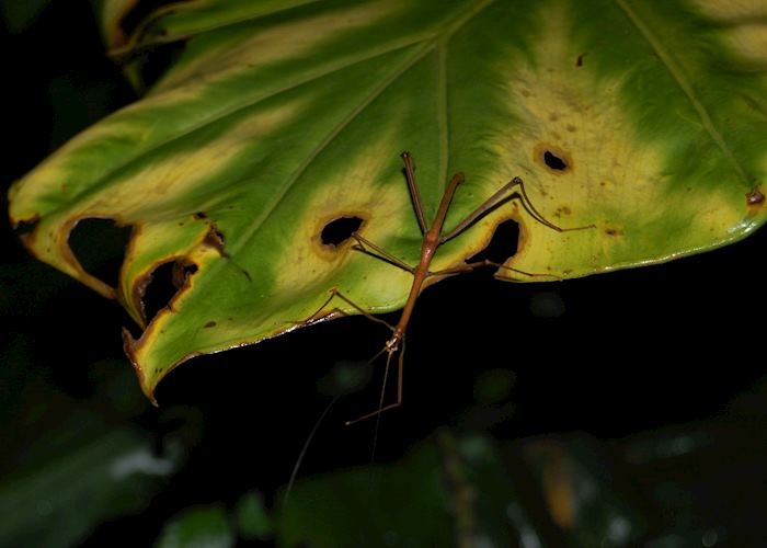 Wildlife at night, Monteverde Cloud Forest