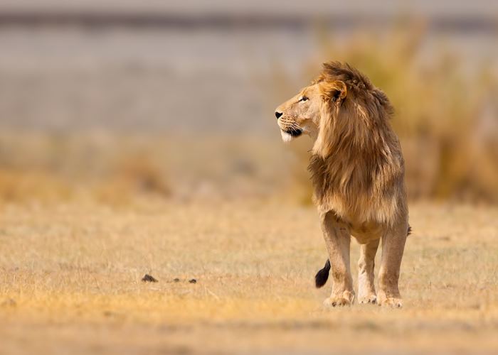 Male lion in the Ngorongoro Crater, Tanzania