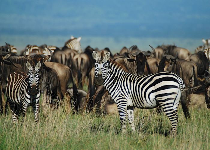 Migration herds, Serengeti National Park, Tanzania