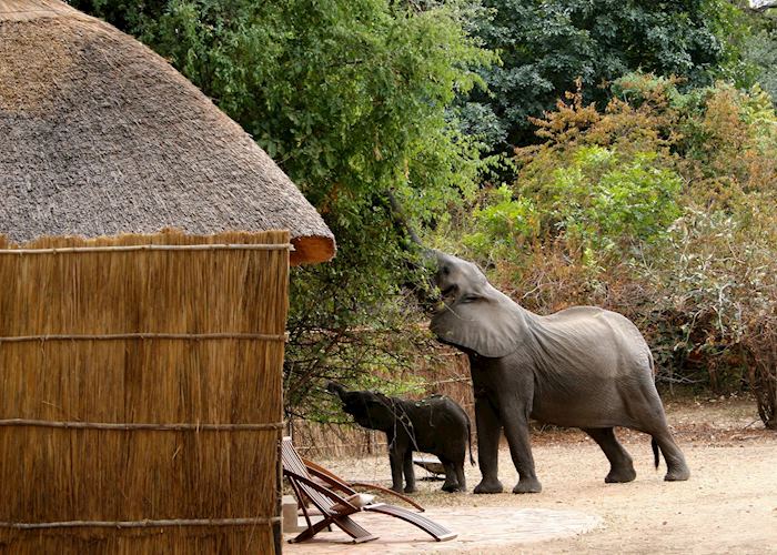 Elephants in camp, Kaingo Camp, South Luangwa National Park