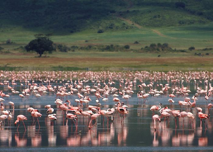 Flamingos in the Ngorongoro Crater