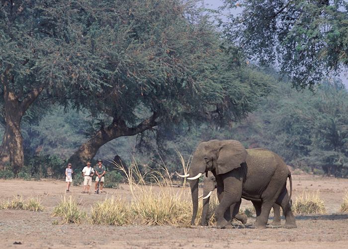 Walking safari in the Lower Zambezi National Park, Zambia