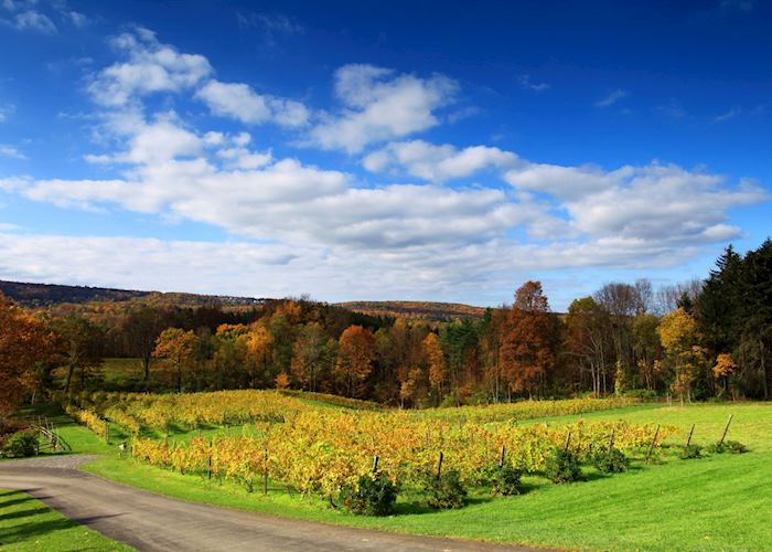 Vineyards near Ithaca, New York State