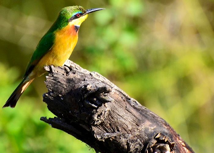 Cinnamon-chested bee eater, Serengeti