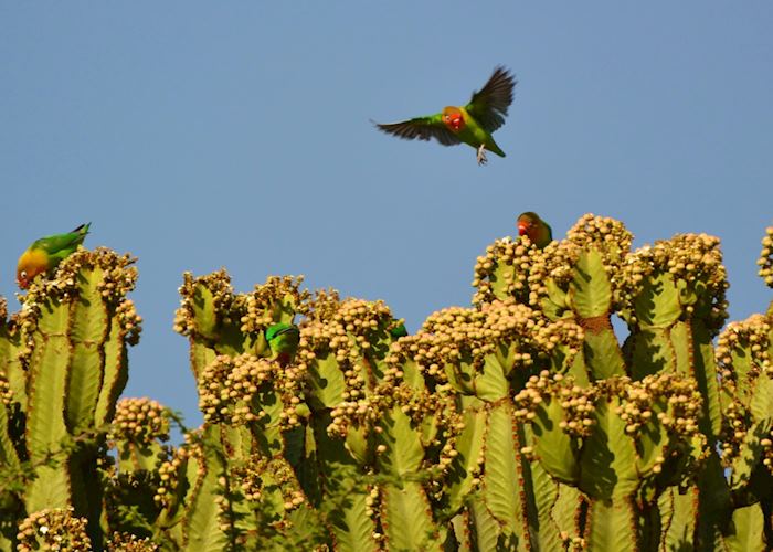 Loverbirds of the Serengeti