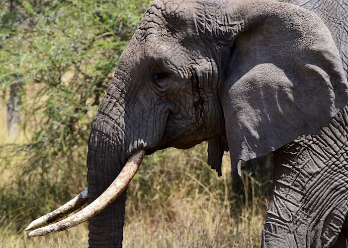 Serengeti National Park, Tanzania