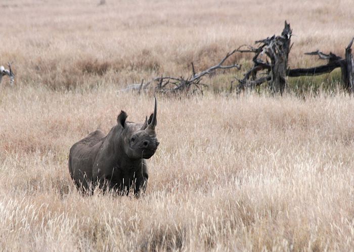 Rhino in Laikipia, Kenya