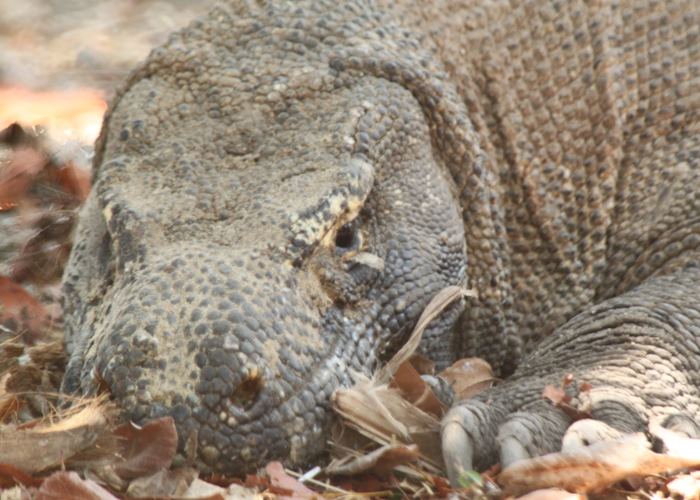 Komodo dragon, Indonesia