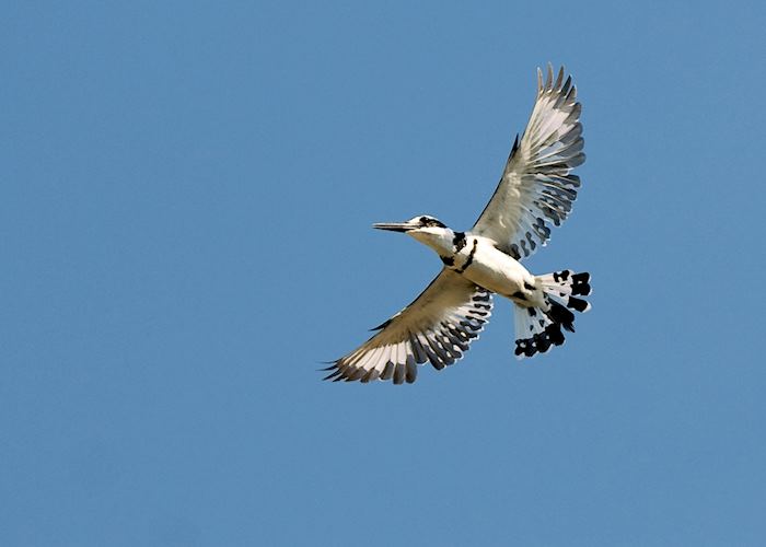 Pied kingfisher at Cape Maclear, Malawi