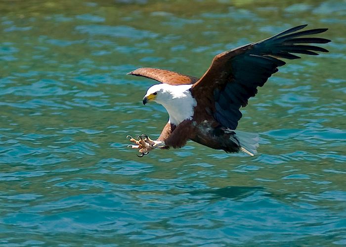 Fish eagle at Cape Maclear, Malawi