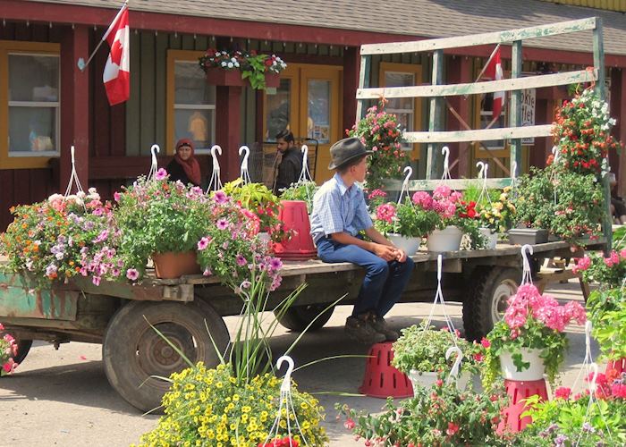 Amish boy selling flowers near Toronto