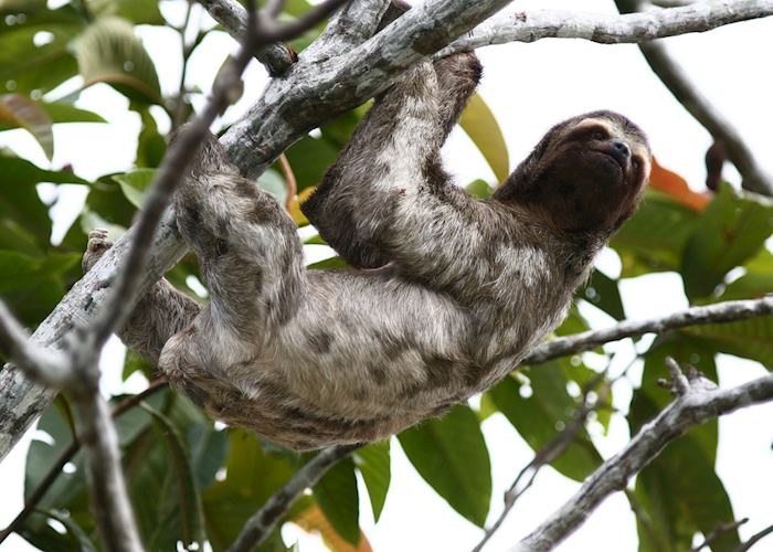 Three toe sloth, Pacaya Samiria Reserve