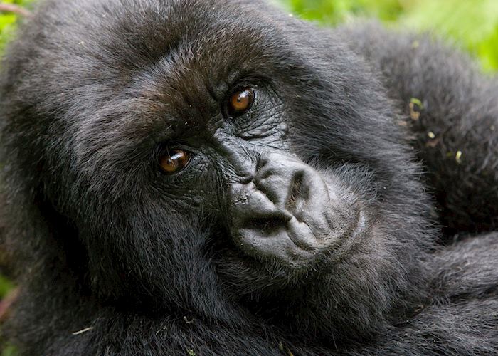 Mountain gorilla, Virunga Volcanoes National Park