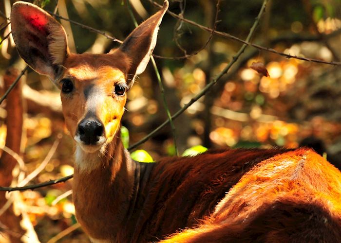 Female bushbuck, Rubondo Island