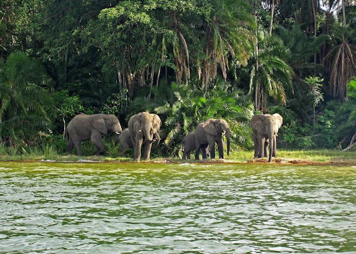 Elephants on Rubondo Island, Lake Victoria