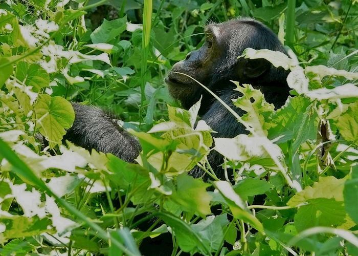 Chimpanzee on Rubondo Island, Lake Victoria