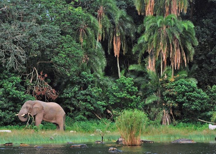 Elephant on Rubondo Island, Lake Victoria