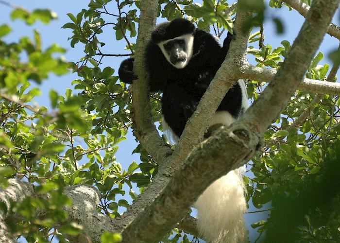 Black and white colobus monkey, Rubondo Island