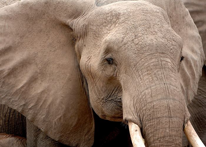 Elephant in Chobe National Park