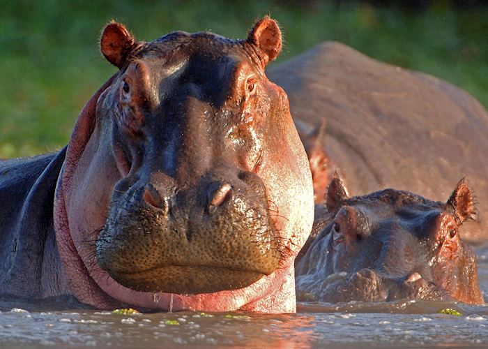 Hippos, Chobe National Park