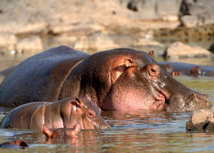 Hippo and youngster, Chobe National Park