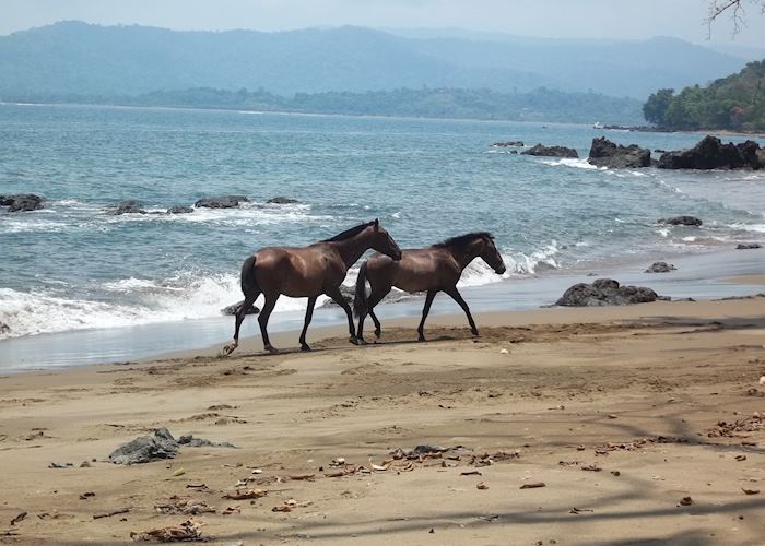 Wild horses, Copa de Arbol Beach & Rainforest Resort, Copa de Arbol