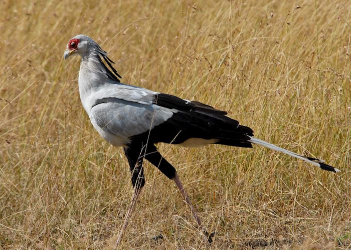 Secretary bird, Masai Mara