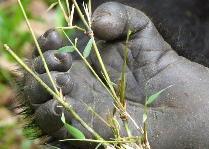 Gorilla, Volcanoes National Park