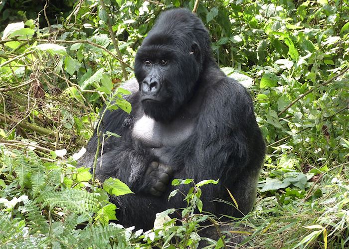 Gorilla, Volcanoes National Park