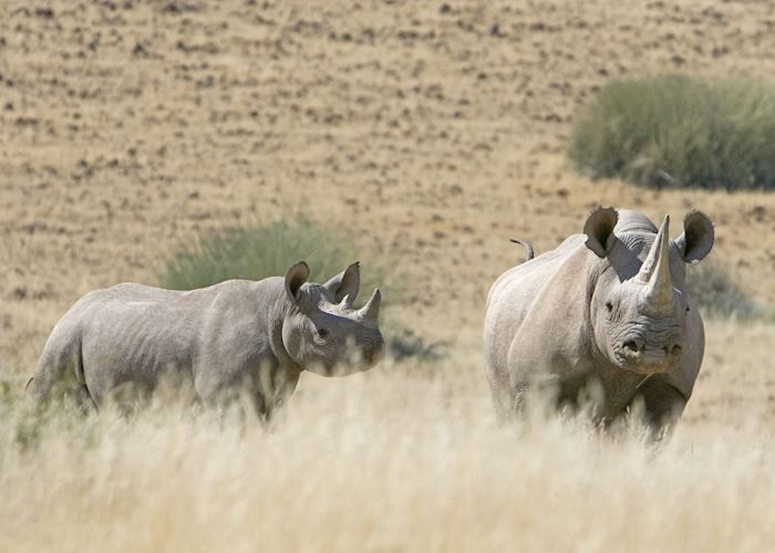 Black rhino, Damaraland
