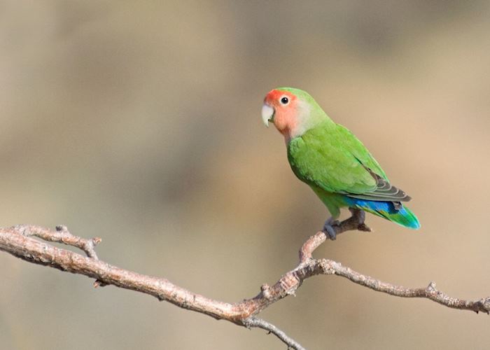 Rosy-faced lovebird, Namibia