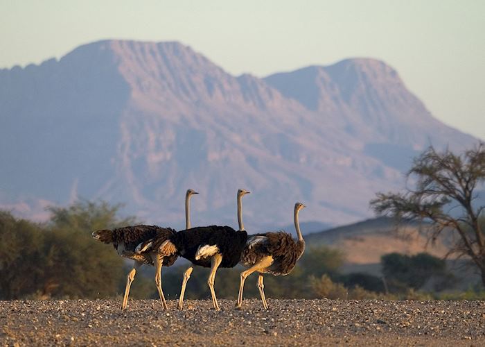 Ostrich trio, Damaraland