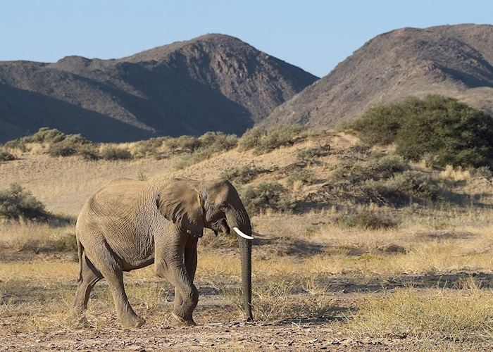 Desert elephant, Namibia