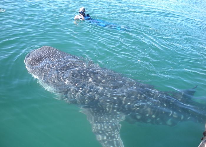 Whale-shark, Baja