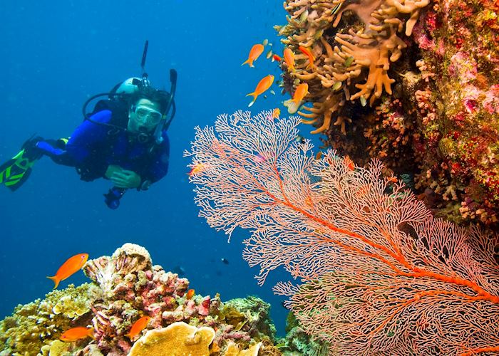 Scuba diving on the reef